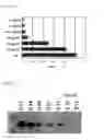 Fig. 07 - Tag peptide and use thereof