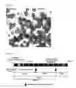 Fig. 19 - Tag peptide and use thereof