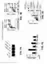Fig. 09 - Compositions and methods for inhibiting cell migration