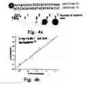 Fig. 04 - Method for detecting nucleotide polymor-phisms using semiconductor particles