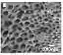 Fig. 01 - Nanocomposite support materials
