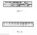Fig. 06 - APPARATUS AND METHODS FOR APPLICATIONS OF GENOMIC MICROARRAYS IN SCREENING, SURVEILLANCE AND DIAGNOSTICS