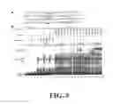 Fig. 06 - POLYMORPHISMS IN THE FCGR2B PROMOTER AND USES THEREOF