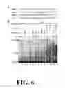 Fig. 07 - POLYMORPHISMS IN THE FCGR2B PROMOTER AND USES THEREOF