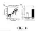 Fig. 12 - POLYMORPHISMS IN THE FCGR2B PROMOTER AND USES THEREOF