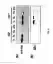 Fig. 04 - Glycosylated protein expression in prokaryotes