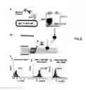 Fig. 07 - Glycosylated protein expression in prokaryotes