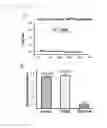 Fig. 08 - COMPOSITION FOR TREATMENT OF ERECTILE DYSFUNCTION
