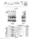 Fig. 02 - COMPOSITIONS, METHODS AND KITS FOR DETECTING AND TREATING CANCER