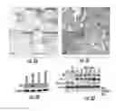 Fig. 04 - COMPOSITIONS, METHODS AND KITS FOR DETECTING AND TREATING CANCER