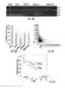 Fig. 07 - COMPOSITIONS, METHODS AND KITS FOR DETECTING AND TREATING CANCER
