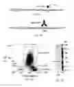 Fig. 02 - ACETYLCHOLINESTERASE (ACHE)-DERIVED PEPTIDE AS AN INDUCER OF GRANULOCYTOPOIESIS, USES AND METHODS THEREOF