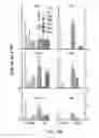 Fig. 20 - ACETYLCHOLINESTERASE (ACHE)-DERIVED PEPTIDE AS AN INDUCER OF GRANULOCYTOPOIESIS, USES AND METHODS THEREOF