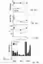 Fig. 22 - ACETYLCHOLINESTERASE (ACHE)-DERIVED PEPTIDE AS AN INDUCER OF GRANULOCYTOPOIESIS, USES AND METHODS THEREOF