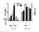 Fig. 23 - ACETYLCHOLINESTERASE (ACHE)-DERIVED PEPTIDE AS AN INDUCER OF GRANULOCYTOPOIESIS, USES AND METHODS THEREOF