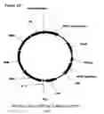Fig. 197 - Polymerization of isoprene from renewable resources