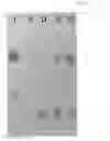 Fig. 02 - METHOD FOR EXTRACTING SIALIC ACID-CONTAINING COMPOUND FROM PLANT