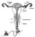 Fig. 01 - ENDOSCOPIC IMAGING PHOTODYNAMIC THERAPY SYSTEM AND METHODS OF USE