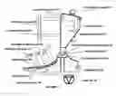 Fig. 01 - Calf enhancer for the lower extremity