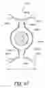 Fig. 48 - Masked intraocular implants and lenses