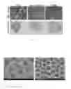 Fig. 06 - Biocompatible implant