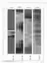 Fig. 186 - Method for standardization of chemical and therapeutic values of foods and medicines using animated chromatographic fingerprinting