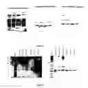 Fig. 10 - METHOD TO CHARACTERIZE A PROTEIN AS RNA BINDING PROTEIN