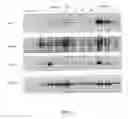 Fig. 02 - Storage-induced promoter