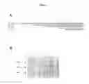 Fig. 08 - Method for producing sclareol