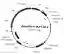 Fig. 01 - PROMOTER, PROMOTER CONTROL ELEMENTS, AND COMBINATIONS, AND USES THEREOF