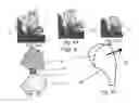 Fig. 08 - Convex Cutting and Trimming Method for Shaping Trees