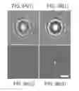 Fig. 14 - Tracking and characterizing particles with holographic video microscopy