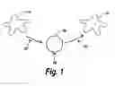 Fig. 02 - METHODS AND COMPOSITIONS FOR REDUCING STEMNESS IN ONCOGENESIS