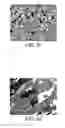 Fig. 22 - METHOD FOR TREATING AND/OR DIAGNOSING TUMOR BY GOLD PARTICLES COATED WITH A POLYMER
