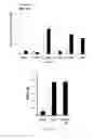 Fig. 12 - Modulation of the Immune Response