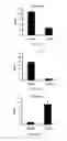 Fig. 17 - Modulation of the Immune Response