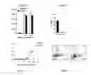 Fig. 22 - Modulation of the Immune Response
