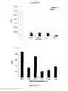 Fig. 53 - Modulation of the Immune Response