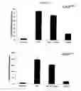 Fig. 62 - Modulation of the Immune Response