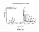 Fig. 19 - CRYSTAL FORMS OF 2--ADENOSINE