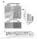 Fig. 01 - Methods for the treatment, the prognostic assessment and the staging of non-small cell lung cancer
