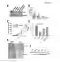 Fig. 06 - Methods for the treatment, the prognostic assessment and the staging of non-small cell lung cancer