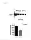 Fig. 09 - Methods and compositions for treating and identifying compounds to treat age-related macular degeneration