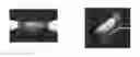 Fig. 01 - Transglutaminase crosslinked protein microparticle film composition