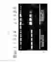Fig. 07 - Multi-conjugate of siRNA and preparing method thereof