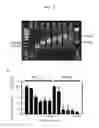 Fig. 09 - Multi-conjugate of siRNA and preparing method thereof