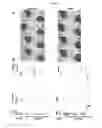 Fig. 02 - Compositions and methods for treating and preventing cardiomyopathy and heart disease