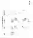 Fig. 13 - STAGED IMMUNE-RESPONSE MODULATION IN ONCOLYTIC THERAPY