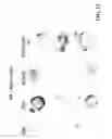 Fig. 16 - STAGED IMMUNE-RESPONSE MODULATION IN ONCOLYTIC THERAPY