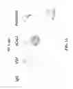 Fig. 17 - STAGED IMMUNE-RESPONSE MODULATION IN ONCOLYTIC THERAPY